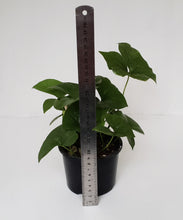 Load image into Gallery viewer, Nephthytis Swainei