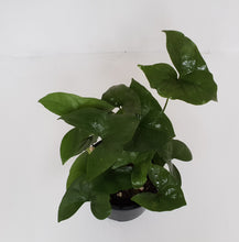 Load image into Gallery viewer, Nephthytis Swainei
