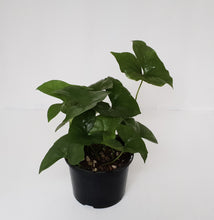 Load image into Gallery viewer, Nephthytis Swainei