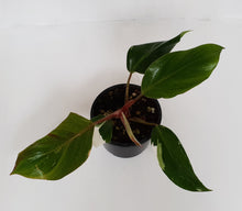 Load image into Gallery viewer, Philodendron White Knight