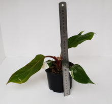 Load image into Gallery viewer, Philodendron White Knight