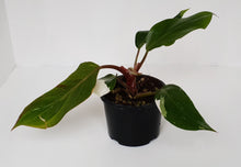 Load image into Gallery viewer, Philodendron White Knight