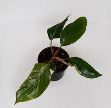 Load image into Gallery viewer, Philodendron White Knight