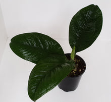 Load image into Gallery viewer, Anthurium Oxycarpum