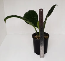 Load image into Gallery viewer, Anthurium Oxycarpum