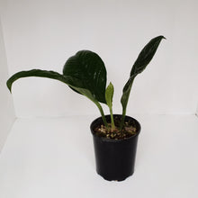 Load image into Gallery viewer, Anthurium Oxycarpum