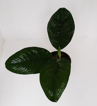 Load image into Gallery viewer, Anthurium Oxycarpum