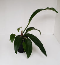 Load image into Gallery viewer, #1 Anthurium Fruffles (A. Plowmanii Hybrid)