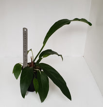 Load image into Gallery viewer, #1 Anthurium Fruffles (A. Plowmanii Hybrid)