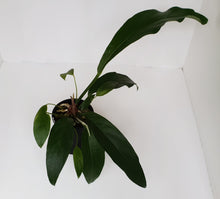 Load image into Gallery viewer, #1 Anthurium Fruffles (A. Plowmanii Hybrid)