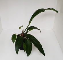 Load image into Gallery viewer, #1 Anthurium Fruffles (A. Plowmanii Hybrid)