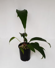 Load image into Gallery viewer, #1 Anthurium Fruffles (A. Plowmanii Hybrid)