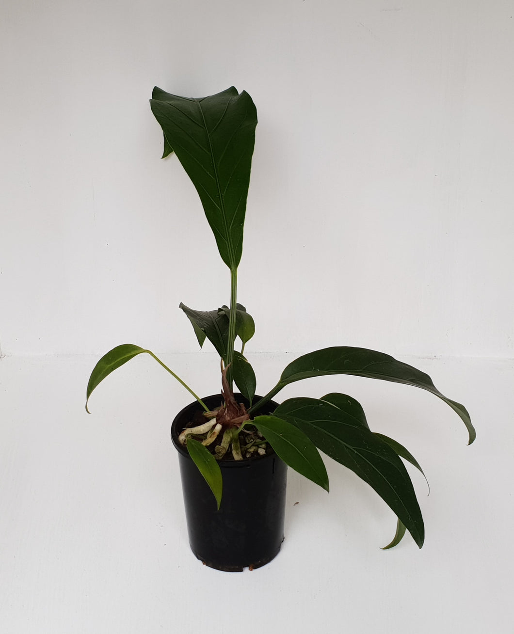 #1 Anthurium Fruffles (A. Plowmanii Hybrid)