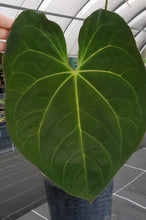 Load image into Gallery viewer, 1 x Anthurium Papillilaminum hybrid x - Seedling