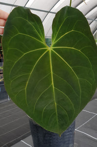 1 x Anthurium Papillilaminum hybrid x - Seedling