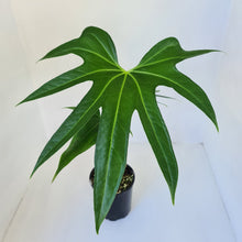 Load image into Gallery viewer, Anthurium Pedatoradiatum