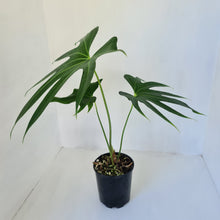 Load image into Gallery viewer, Anthurium Pedatoradiatum