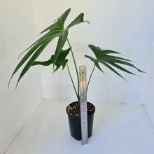 Load image into Gallery viewer, Anthurium Pedatoradiatum