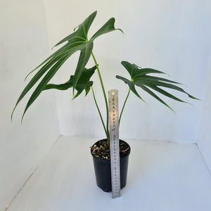 Anthurium Pedatoradiatum