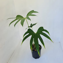 Load image into Gallery viewer, Anthurium Pedatoradiatum