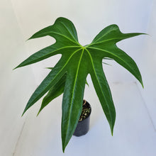 Load image into Gallery viewer, Anthurium Pedatoradiatum