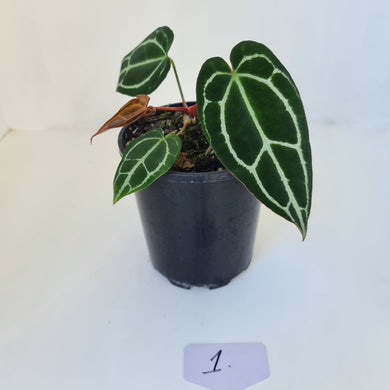 #1 Anthurium Crystallinum Hybrid