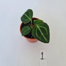 Load image into Gallery viewer, #1 Anthurium Magnificum Hybrid x - Seedling