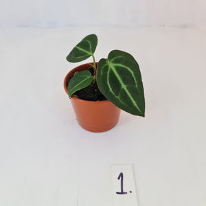 #1 Anthurium Magnificum Hybrid x - Seedling