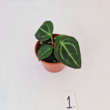 Load image into Gallery viewer, #1 Anthurium Magnificum Hybrid x - Seedling