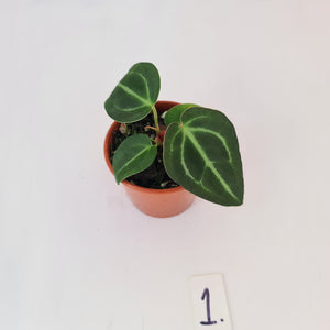 #1 Anthurium Magnificum Hybrid x - Seedling