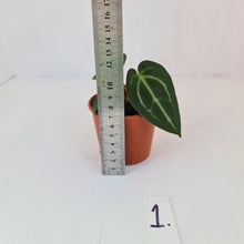 Load image into Gallery viewer, #1 Anthurium Magnificum Hybrid x - Seedling