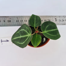 Load image into Gallery viewer, #1 Anthurium Magnificum Hybrid x - Seedling