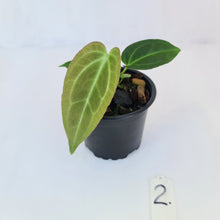 Load image into Gallery viewer, #2 Anthurium Magnificum Hybrid x - Seedling