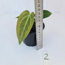 Load image into Gallery viewer, #2 Anthurium Magnificum Hybrid x - Seedling