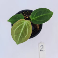 Load image into Gallery viewer, #2 Anthurium Magnificum Hybrid x - Seedling