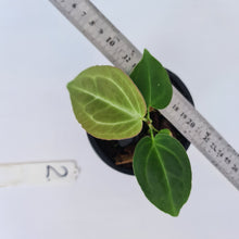 Load image into Gallery viewer, #2 Anthurium Magnificum Hybrid x - Seedling