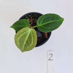 #2 Anthurium Magnificum Hybrid x - Seedling