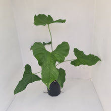 Load image into Gallery viewer, Large Anthurium Balaoanum