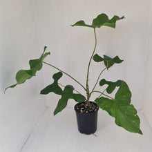 Load image into Gallery viewer, Large Anthurium Balaoanum