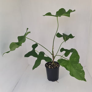 Large Anthurium Balaoanum