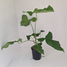 Load image into Gallery viewer, Large Anthurium Balaoanum