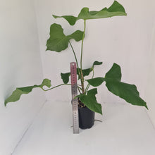 Load image into Gallery viewer, Large Anthurium Balaoanum