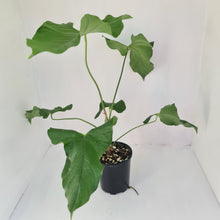 Load image into Gallery viewer, Large Anthurium Balaoanum