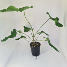Load image into Gallery viewer, Large Anthurium Balaoanum