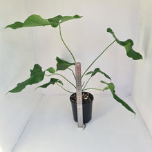 Load image into Gallery viewer, Large Anthurium Balaoanum