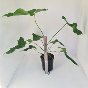 Large Anthurium Balaoanum