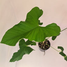 Load image into Gallery viewer, Large Anthurium Balaoanum