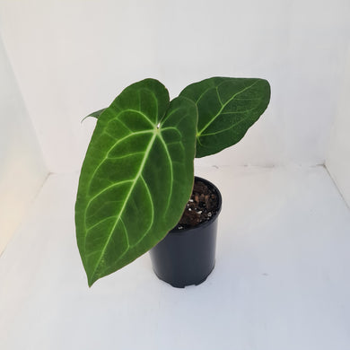 #1 Anthurium 'Velvet Shadow'