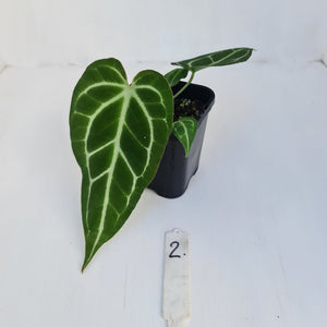 #2 Anthurium Crystallinum Hybrid - Narrow leaf