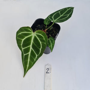 #2 Anthurium Crystallinum Hybrid - Narrow leaf